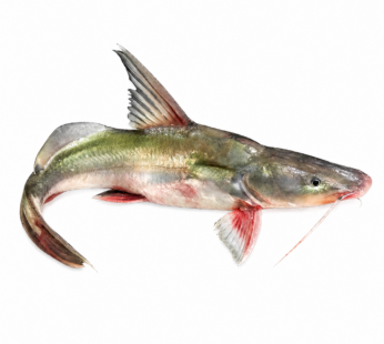 Ayre Fish BD Block Manchitra 500g