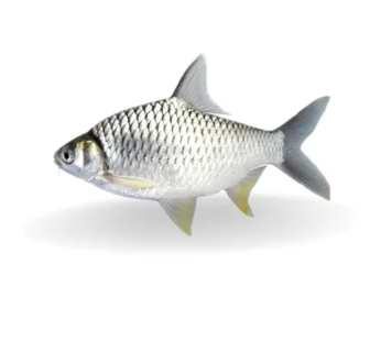 Shorputi Whole Block Rn Brand 500g