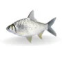 Shorputi Whole Block Rn Brand 500g